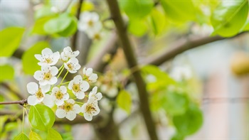 <i>Prunus mume</i> (Flowering Apricot)